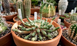 The rosette of snake-like growths on Euphorbia inermis earns it the common name of Medusa’s head. This succulent relative of the humble poinsettia is native to the Eastern Cape province of South Africa.